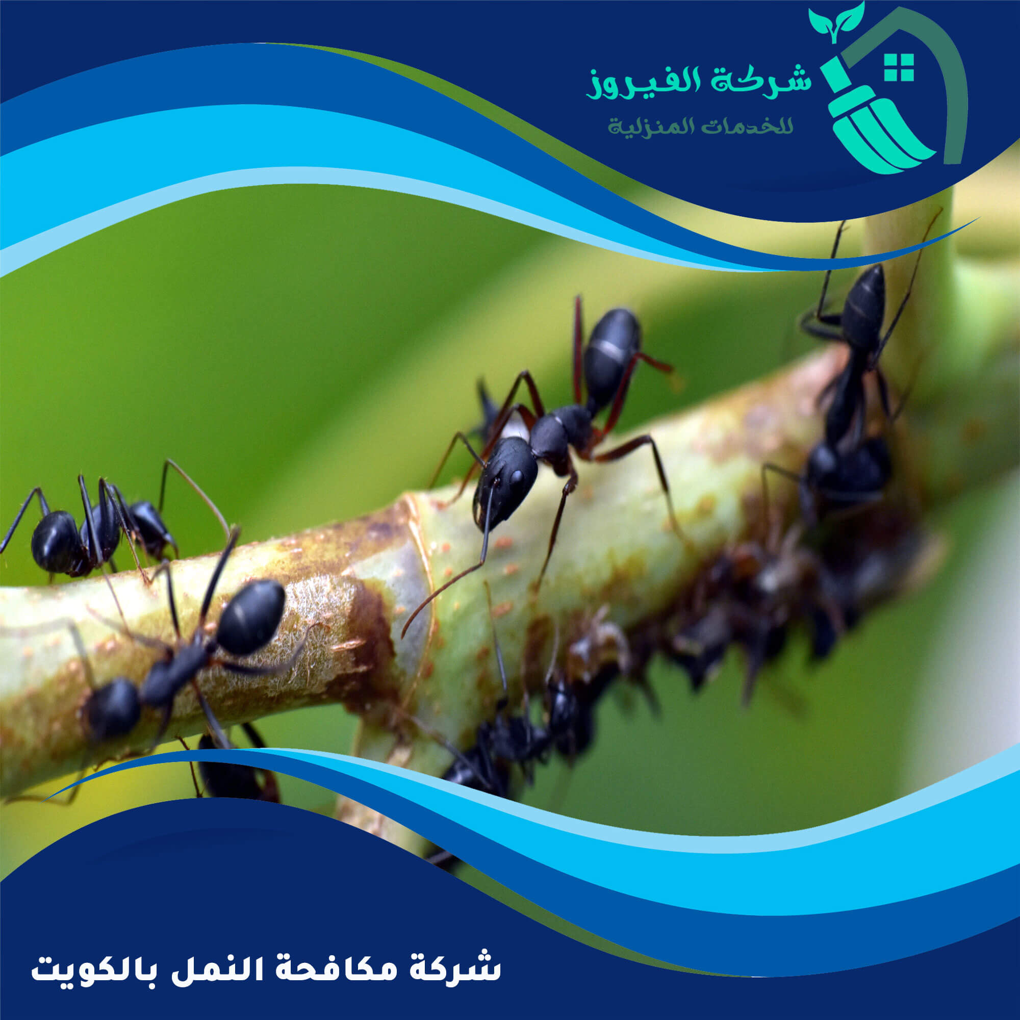 شركة ميس مكافحة النمل: الحلول الفعالة لمشكلة النمل