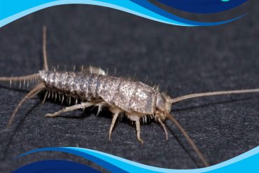 شركة مكافحة الناموس بالكويت
