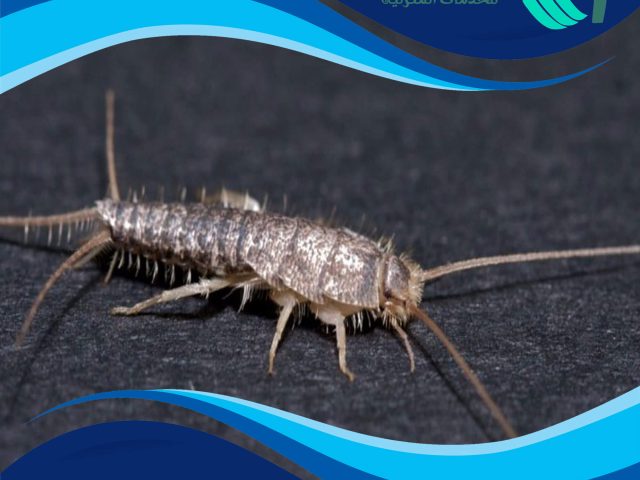 شركة مكافحة السمكة الفضية بالكويت