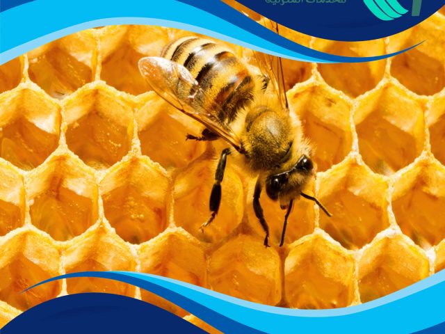 شركة مكافحة النحل بالكويت