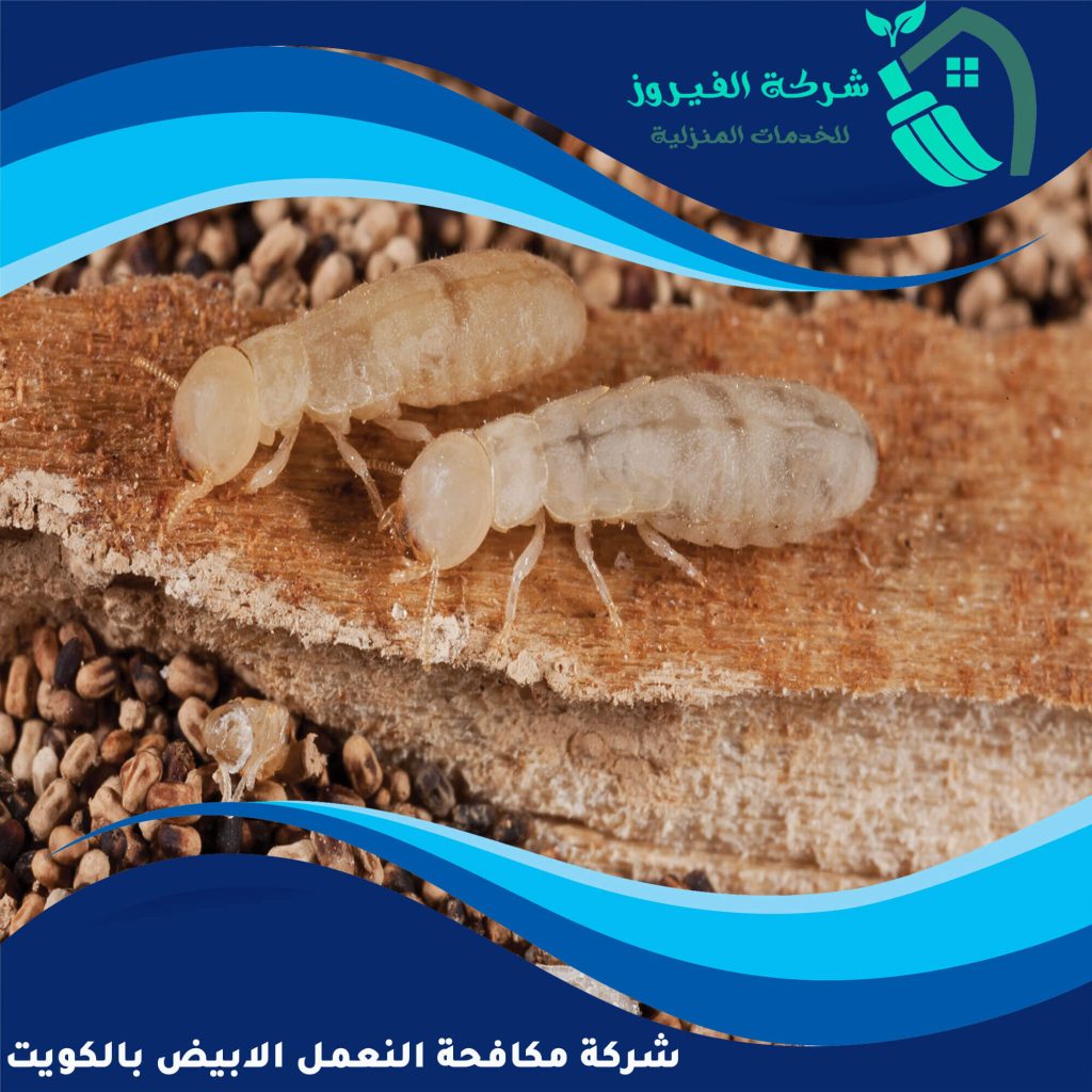شركة مكافحة النمل الابيض بالكويت
