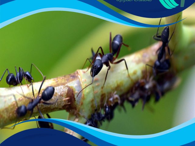 شركة مكافحة النمل بالكويت