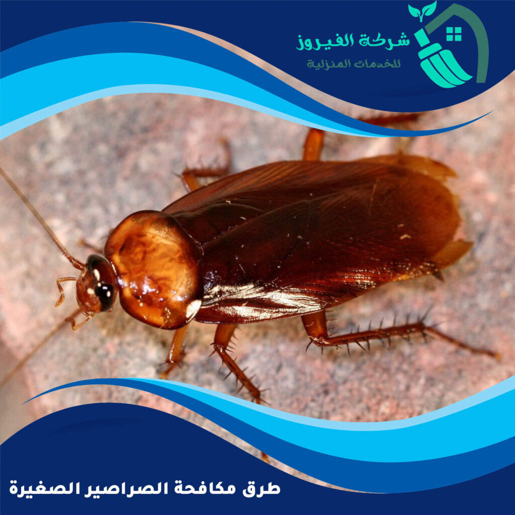 مكافحه الصراصير الصغيره: دليلك الشامل للتخلص من الصراصير
