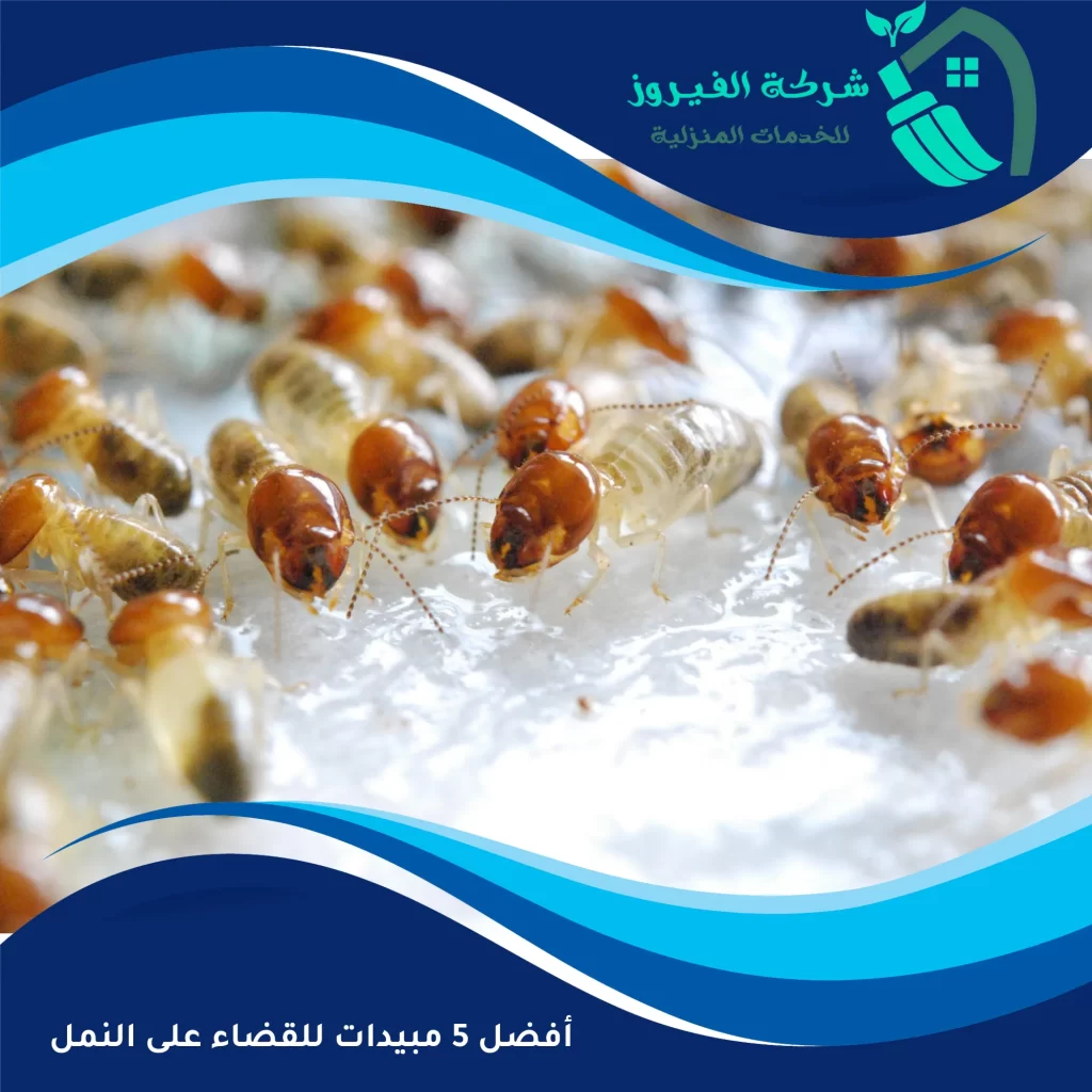 أفضل 5 مبيدات للقضاء على النمل | شركة الفيروز