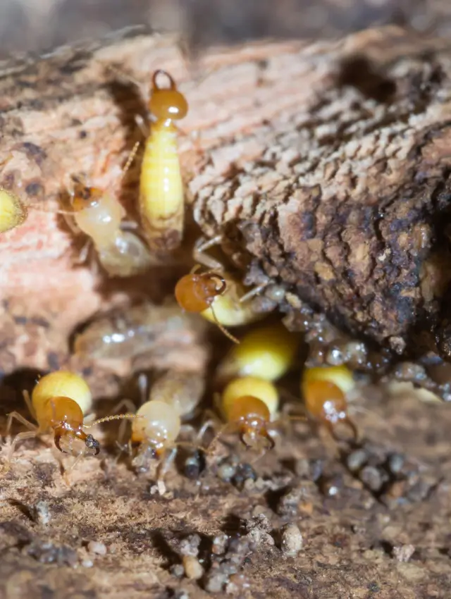 شركة مكافحة النمل الأبيض بالكويت​