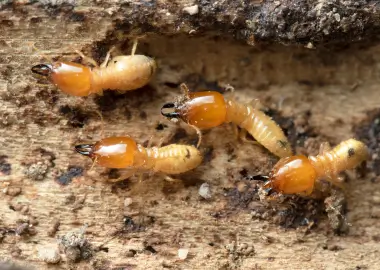 مكافحة النمل الابيض