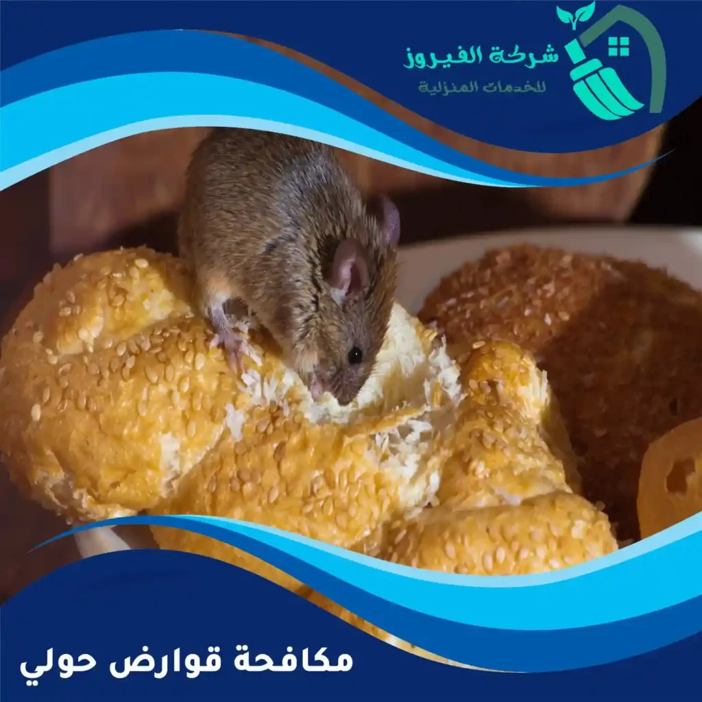 مكافحة-قوارض-حولي