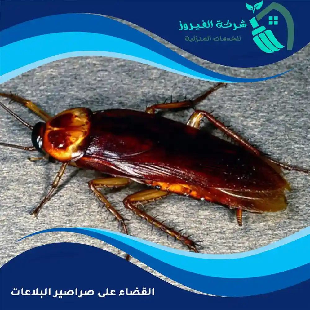 القضاء-علي-صراصير-البلاعات