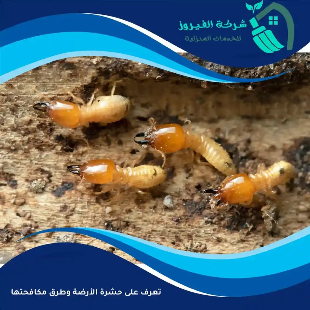 تعرف-على-حشرة-الأرضة-وطرق-مكافحتها-