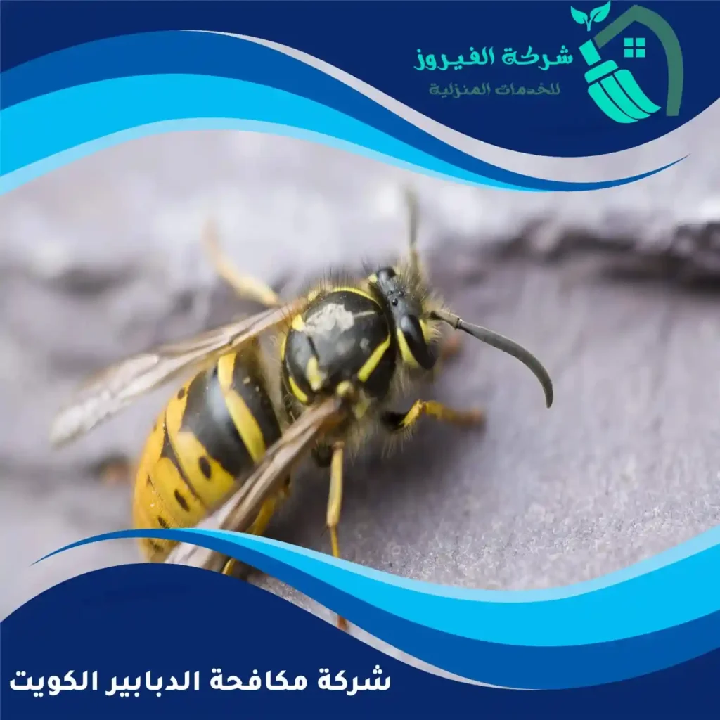 شركة-مكافحة-الدبابير-الكويت