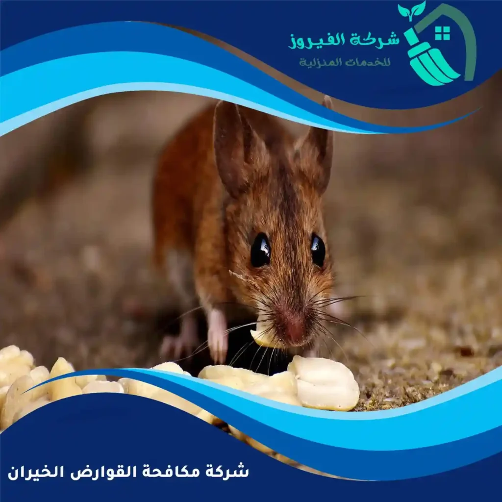 شركة-مكافحة-القوارض-الخيران