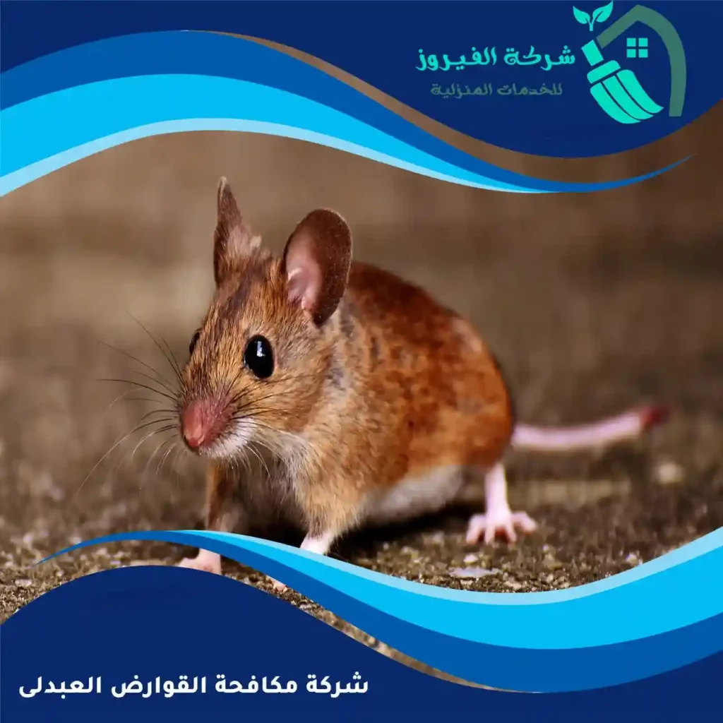 شركة-مكافحة-القوارض-العبدلى