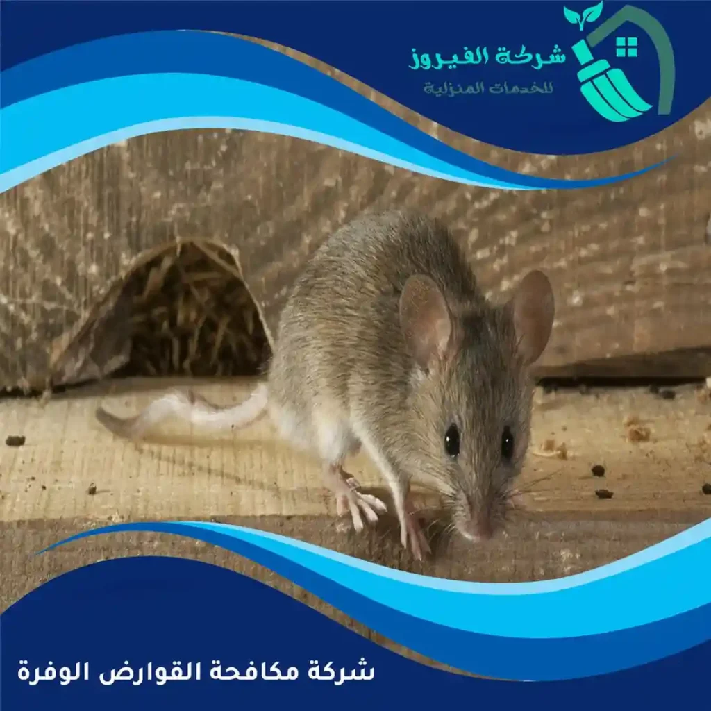 شركة-مكافحة-القوارض-الوفرة