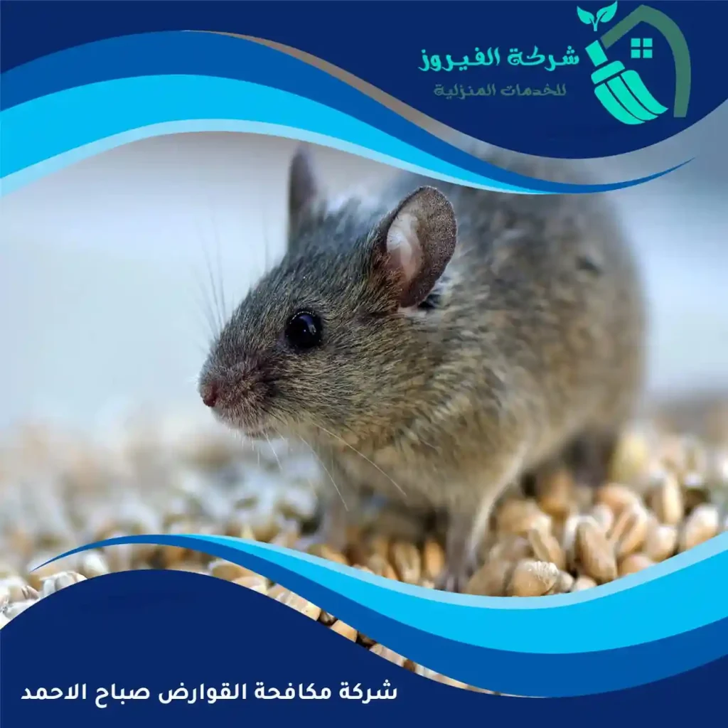 شركة-مكافحة-القوارض-صباح-الاحمد