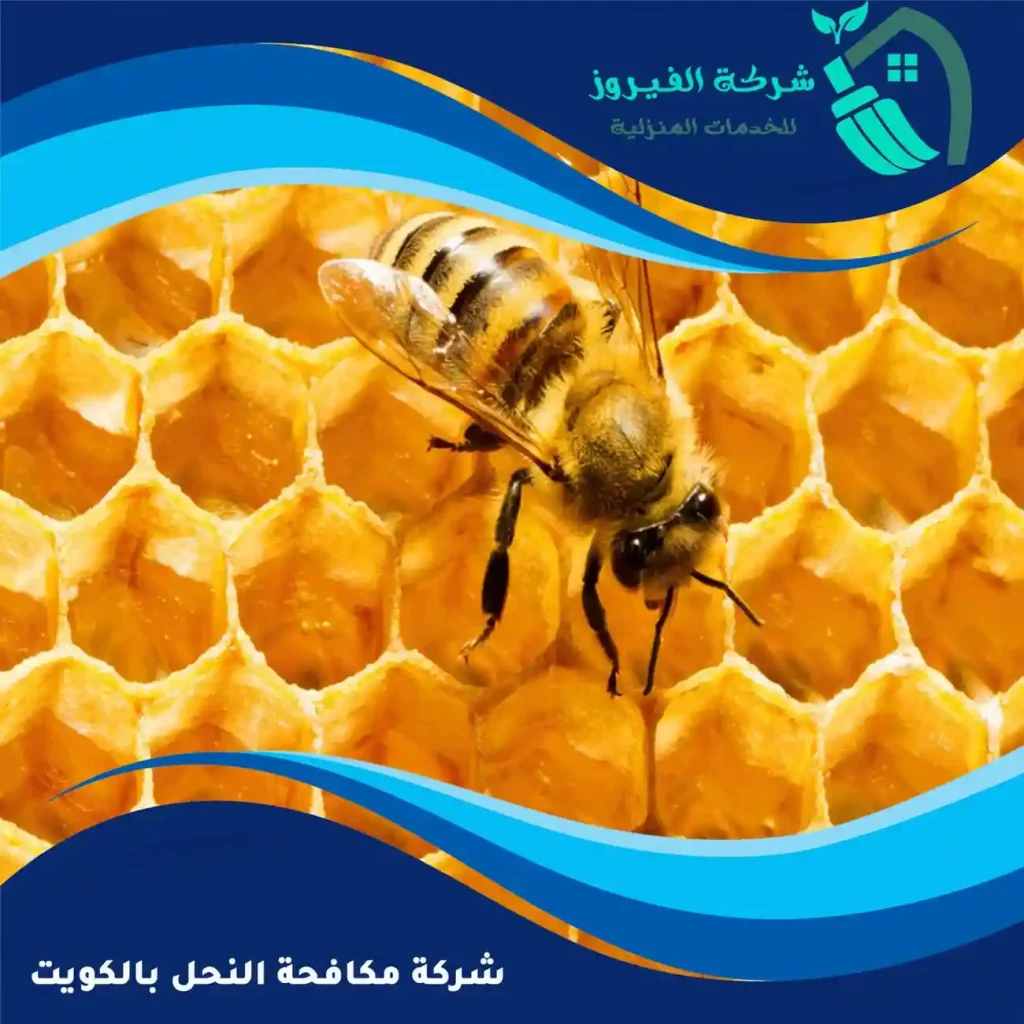 شركة-مكافحة-النحل-بالكويت
