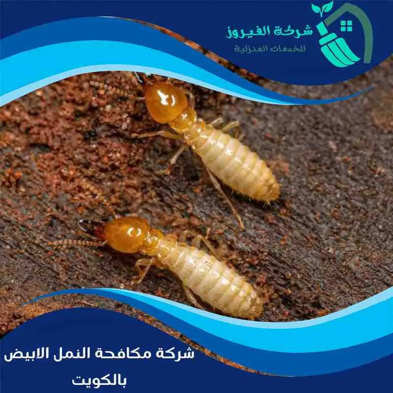 شركة-مكافحة-النمل-الابيض-بالكويت