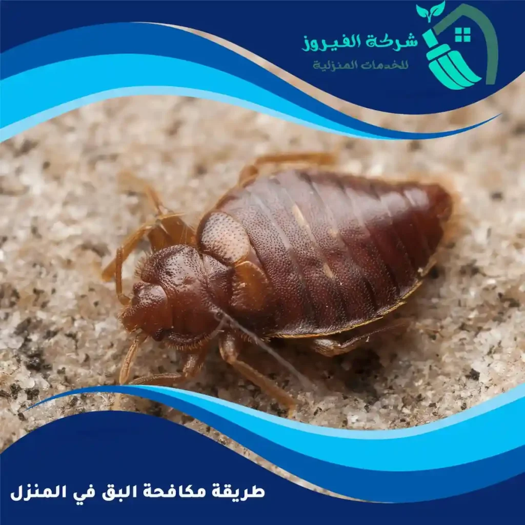 طريقة-مكافحة-البق-في-المنزل