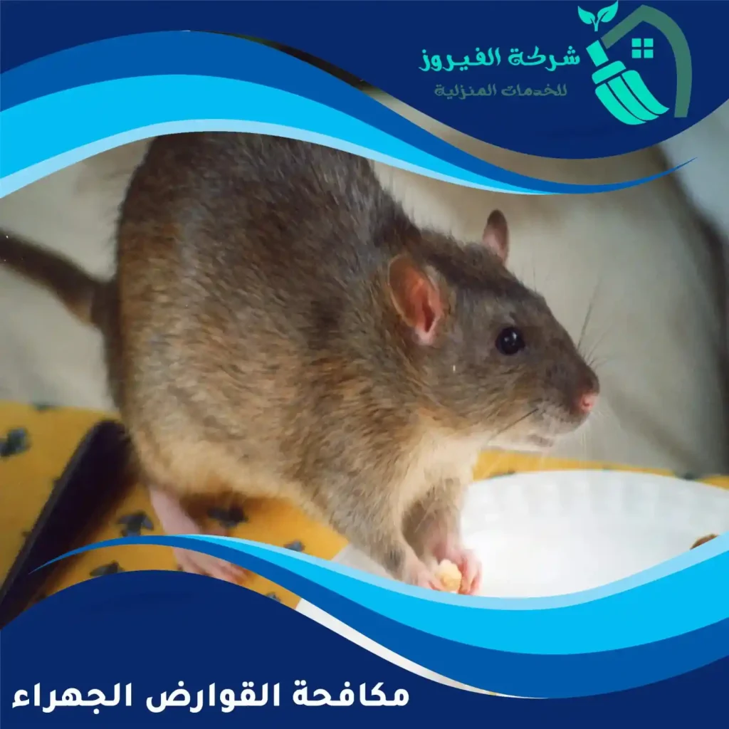 مكافحة-القوارض-الجهراء