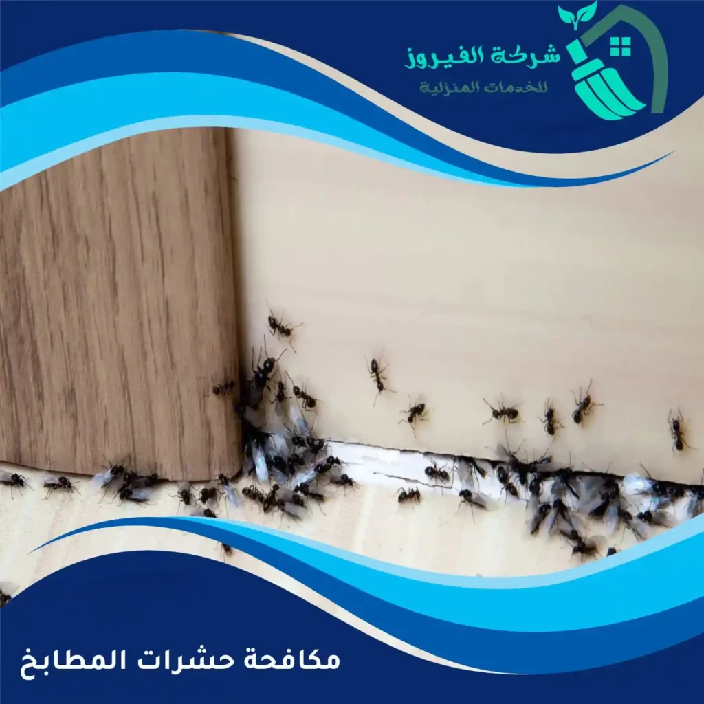 مكافحة-حشرات-المطابخ
