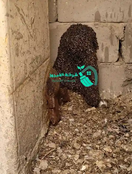 مكافحة-دبابير